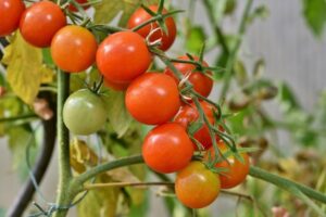 Pěstování rajčat v nádobách