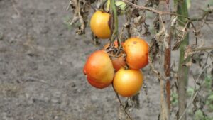 Chyby při pěstování rajčat
