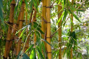 Bambus na zahradě